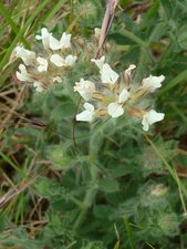 Germandrée tomenteuse (teucrium polium)