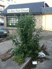 Buddleja 