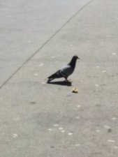 Pigeon ( Columba)