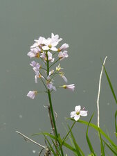 Cardamine des près : Cardamine pratensis