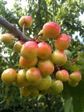 Cerises
