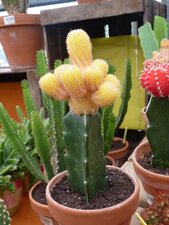 Chamaecereus sylvestris auréa