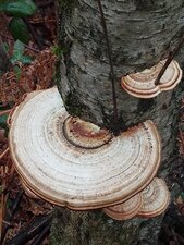 Champignon