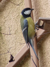 Mésange charbonnière