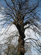 Chêne pédonculé en hiver