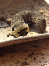 Chenille du grand sphinx de la vigne