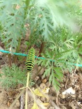 Chenille dans les carottes