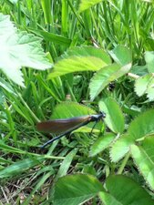 Demoiselle