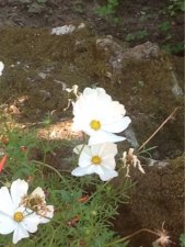 des fleurs blanches