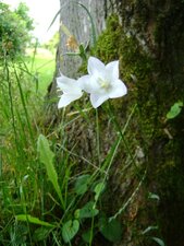 Campanule blanche