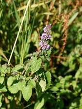 Menthe aquatique