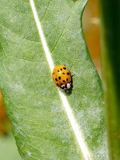 Coccinelle asiatique - autre morphotype