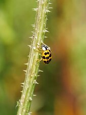 Coccinelle asiatique