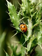 Coccinelle à 7 points