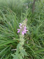 Epiaire des marais, Stachys palustris