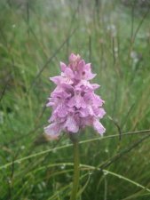 Orchidée sauvage, Orchis mascula