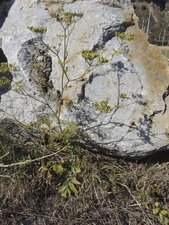 Carotte sauvage, Daucus carotta