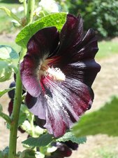 Rose trémière - alcea rosea