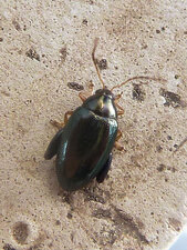 Psylliodes chrysocephala 