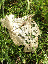 Mille-pattes, feuille morte en dentelle