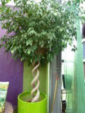 Ficus tronc tressé