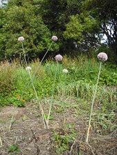 Ail en fleur