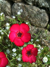 Fleur rouge ???