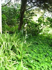 Phalangère en fleurs