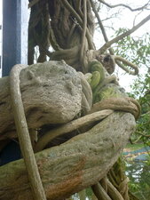 Glycine