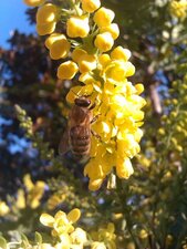 Apis mellifera