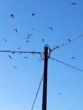 Hirondelle rustique, hirundo rustica