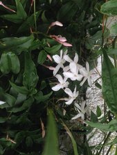 Fleur de jasmin