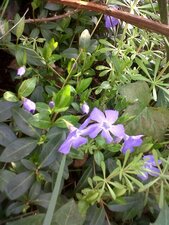 Vinca minor ou petite pervenche