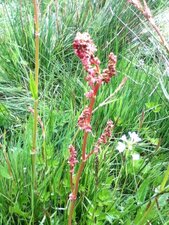 Rumex