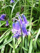Jacinthe des bois