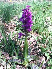 Orchidée, Orchis mascula