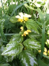 Ortie jaune, lamier jaune