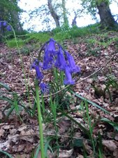 Jacinthe des bois