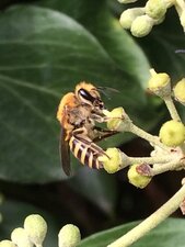 Collete du Lierre