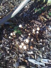 Petits champignons