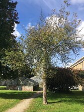 Pommier près de l