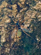 Ctenophora flaveolata