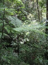Jeune fougère arborescente