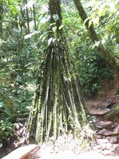 Racines échasses en milieu tropical