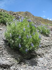 Lupin des Andes, lupinus mutabilis