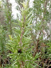 Chrisomèle du romarin, Chrysolina americana