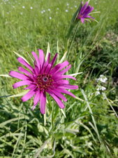 Salsifi pourpre (tragopogon porrifolius)
