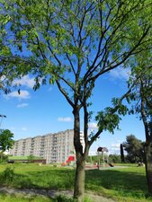 Micocoulier