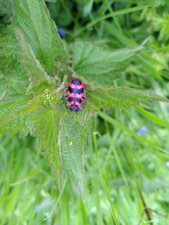 Clairon, Trichodes alvearius, Trichode des ruches