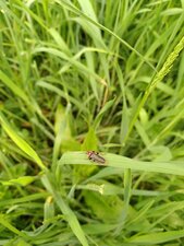 Cantharide, Cantharis Fusca